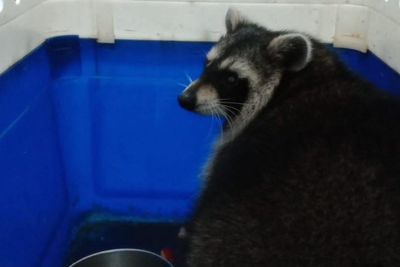 Second racoon found after escaping from Isle of Wight zoo