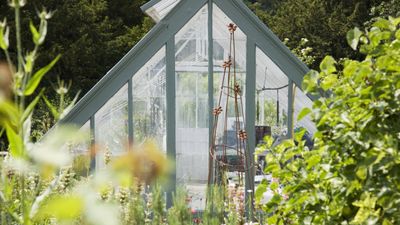 7 plants to grow in a greenhouse in November – our selection of flowers, vegetables, and herbs