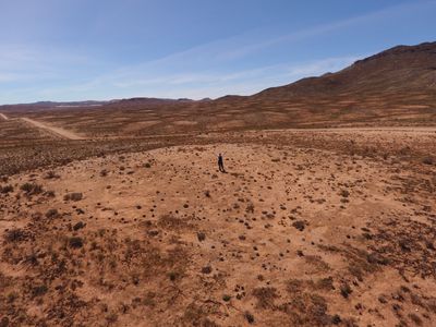 The world’s oldest termite colony holds secrets – to the past and future