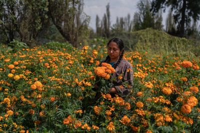 Mexico City’s floating gardens were built by the Aztecs – now they are under threat