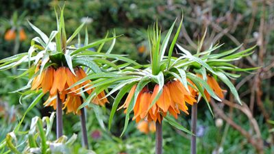 How to plant imperial fritillaries in November – expert bulb planting advice for brilliant blooms next year