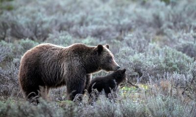 Remains of beloved Grizzly No 399 killed by car returned to Wyoming park