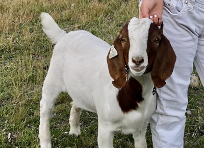 Before Peanut The Squirrel, California Deputies Seized And Barbecued A Pet Goat; 9-Year-Old Owner Wins $300K In Lawsuit