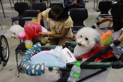 Bangkok to enact new pet policy