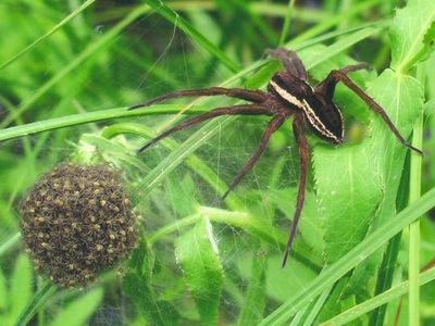 Giant spider population booms in UK as species the size of rats enjoy record mating season