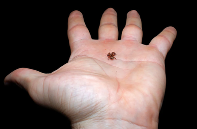 Strange new frog species smaller than fingernail discovered