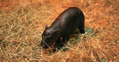 'Scotland's own Moo Deng': Edinburgh Zoo welcomes endangered hippo calf