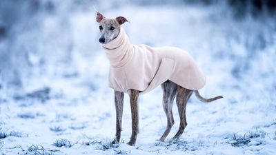 What temperature is too cold to walk a dog? A vet answers