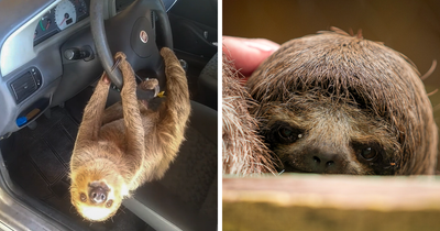 Man In Brazil Documented Hilariously Adorable Encounter With A Wild Sloth