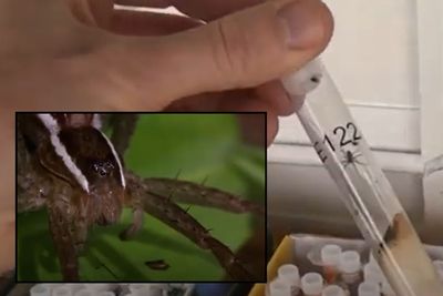 Zoo That Quietly Unleashed Thousands of Horrifying 'Fist-Sized' Spiders on Unsuspecting Citizens Celebrates 'Best Year on Record' for Species