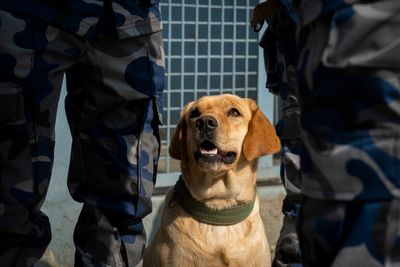 Dogs given treats and garlands in special Diwali worship ceremony