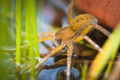 Why are 10,000 giant spiders on the loose in the UK?