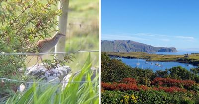 One of Scotland’s rarest birds sees ‘promising’ population increase on island