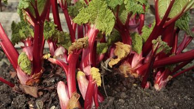 When and how to divide rhubarb plants – for bumper harvests of mouth-watering stems year after year