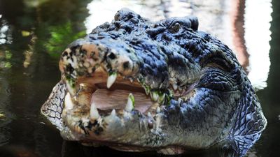 Cassius, the world's biggest captive crocodile, may have been over 120 years old when he died