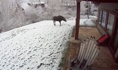 Watch: Young moose plays in snow until it sees reflection in window