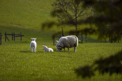 MPs urge Government to reverse ‘devastating’ inheritance tax on farmers