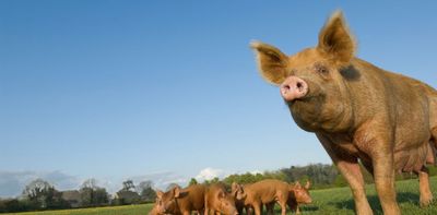 Bird flu detected in pigs – here’s why virologists are concerned