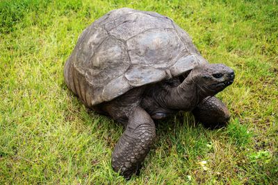 California Family Begs Public for Help After Pet Tortoise Kidnapped by 'Heartless and Evil Man'