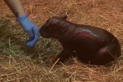 New Viral Pygmy Hippo Just Dropped: Social Media Users Quickly Ditch Moo Deng for Adorable Scottish Rival