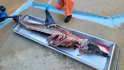 Butchered Dolphin Found On New Jersey Beach: 'Very Disturbing'