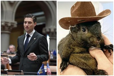 New York Lawmaker Seeks Justice for Influencer Squirrel with 'Peanut's Law,' Calls for Launch of 'Thorough Investigation'