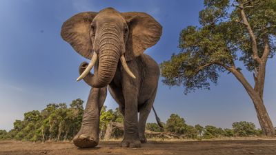 Elephant news, features and articles