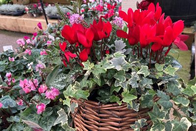 Create glorious winter pots to brighten up the darkest days