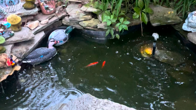 I tried Google's new Learn About AI tool to care for my koi fish — here’s what happened