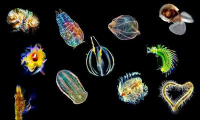 Sea angels and devils: could plankton unlock the secrets of human biology?