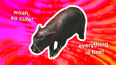 Let’s All Look At This New Pygmy Hippo Named Haggis & Ignore Our Dread Of Tomorrow’s Election