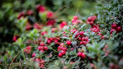 How to grow lingonberry shrubs – for an evergreen ground cover native to North America