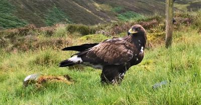 Dead golden eagle found dismembered in plastic bag near loch