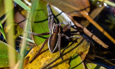 Giant spiders that can grow to size of human hand thriving in the UK