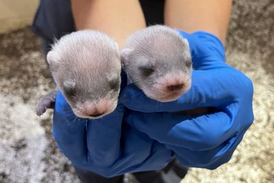 World’s first cloned black-footed ferret gives birth in Virginia