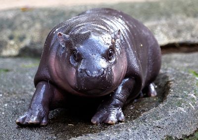 Moo Deng v Haggis: The battle of the pygmy hippos is the biggest contest this week