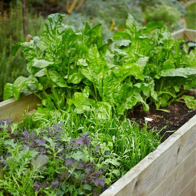 Best fruit and vegetables to plant in November – 9 options to give you a head start on next year's garden