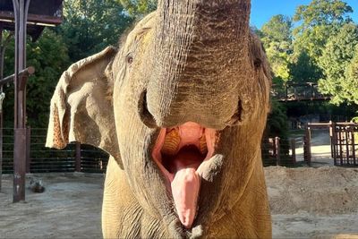 Elephant named ‘Kamala’ dies at zoo days before the election – sparking ‘bad omen’ comments online