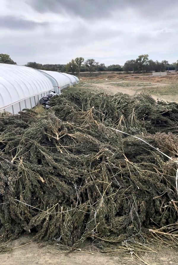 Company vows to sue over damages after New Mexico authorities destroy cannabis crops