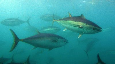 Fishy sustainability practices in popular canned tuna