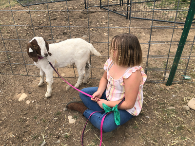 California sheriff seized and slaughtered 9-old girl’s beloved pet goat. Now they owe her $300k