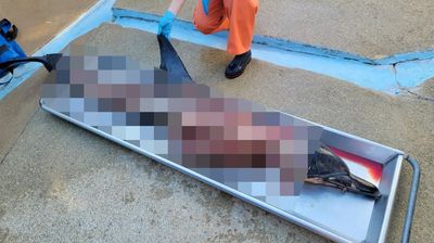 Butchered remains of dolphin found on New Jersey beach sparking federal investigation