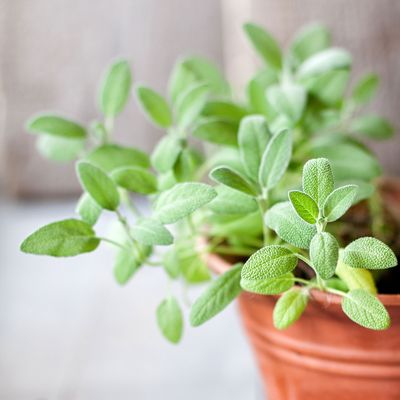 Does sage need to be cut back in winter? Here’s what the experts say