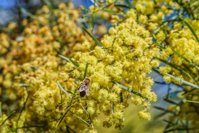 Meta's plan for nuclear datacenter reportedly undone by bees