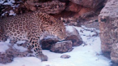 Trail cameras prove essential in saving Persian leopards in Iraq as shown in David Attenborough’s new ‘Asia’