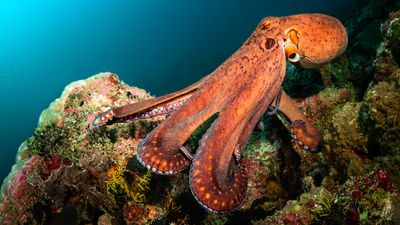 Octopus news, features and articles