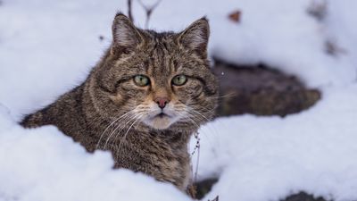 Cat news, features and articles