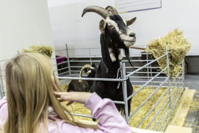 California County Ordered to Pay Thousands to Girl After Sending Cops to Take Away Her Pet Goat