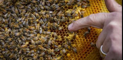 How honeybees can help us monitor pollution across Canada