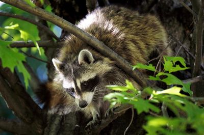 Mayhem at New York airport after raccoon falls through ceiling: ‘The most LaGuardia thing’